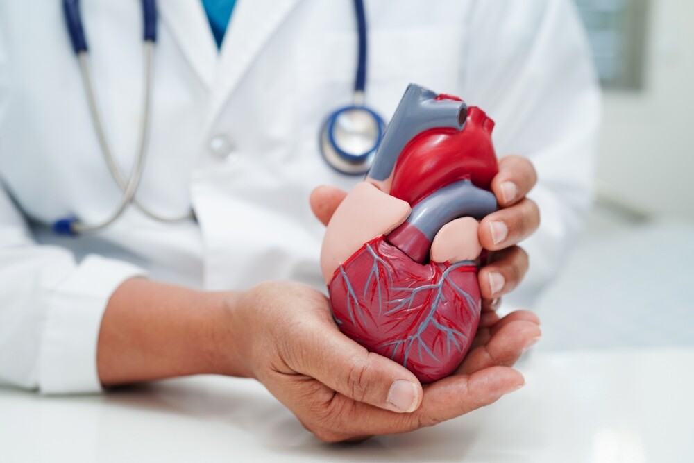 doctor holding heart model
